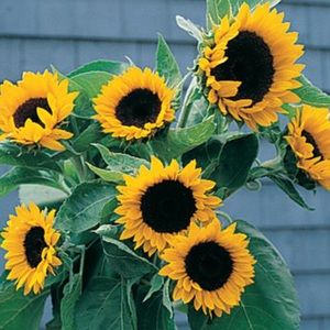 Meet your Posher, Pam